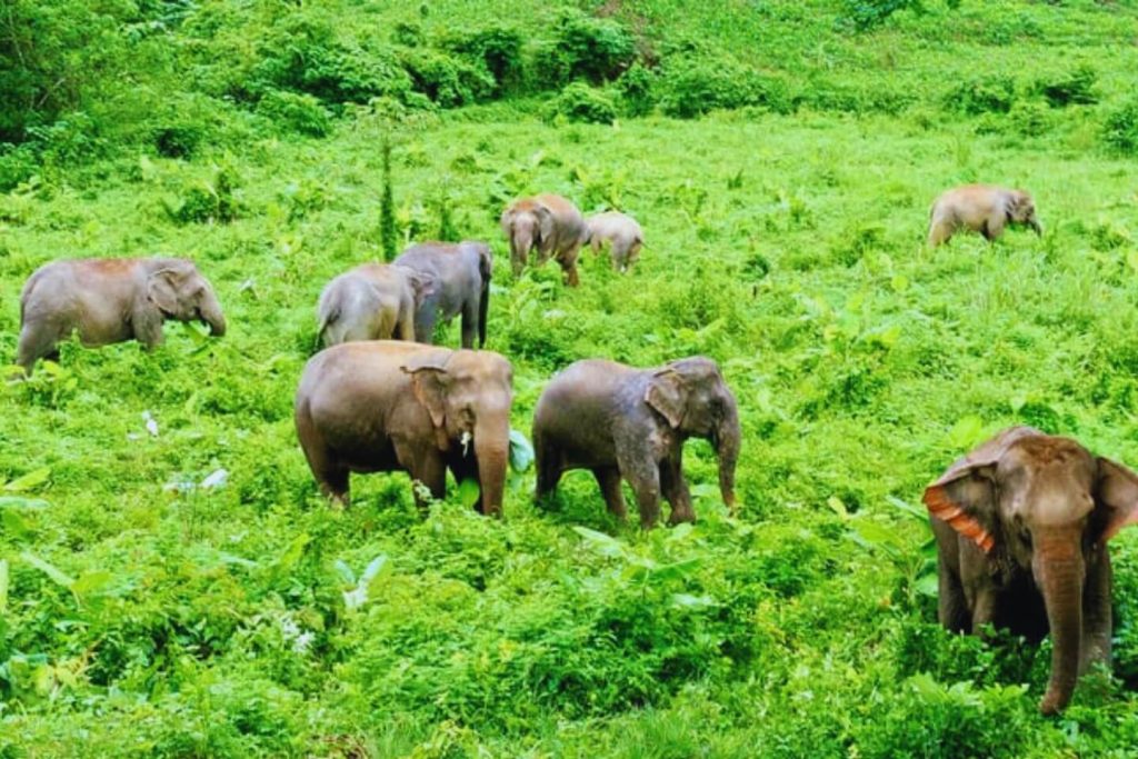Coorg